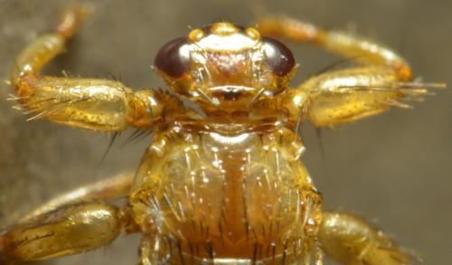 Lipoptena cervi